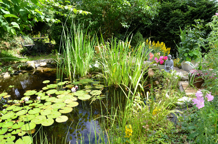 Garten Teich Seerosen Buddha