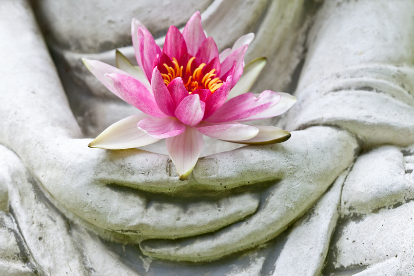 Buddha hands holding flower, close up